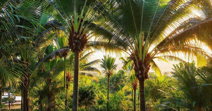 Cultivo de Mudas de Coqueiro: Crie Seu Paraíso Tropical