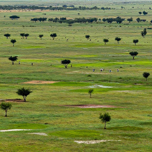 Recuperação de Áreas Degradadas: Guia Prático para Restaurar a Natureza e Potencializar Benefícios