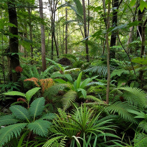 Técnicas Eficazes para a Recuperação e Revitalização de Áreas Degradadas