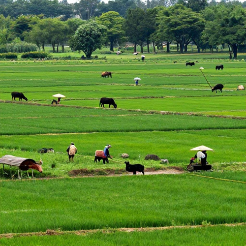Adequação Ambiental em Propriedades Rurais: Benefícios e Práticas Essenciais