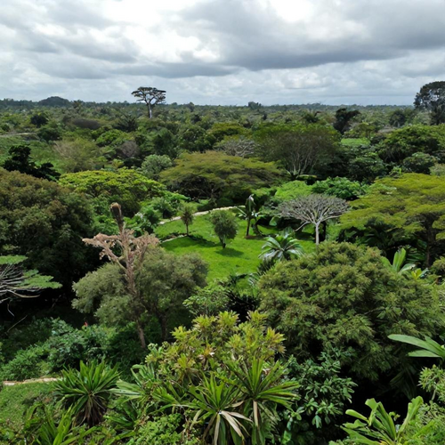 Como Empresas de Reflorestamento Estão Transformando a Sustentabilidade Ambiental
