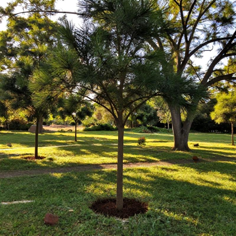 Plantio de mogno africano: Guia completo para iniciantes