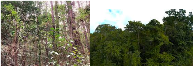 Florestas Renovadas: O Poder da Restauração com Espécies Nativas