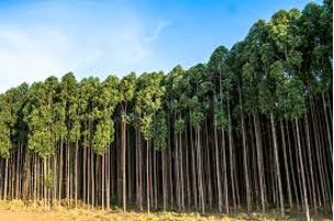 Plantando Eucaliptos: Benefícios, Mitos e Considerações Ambientais