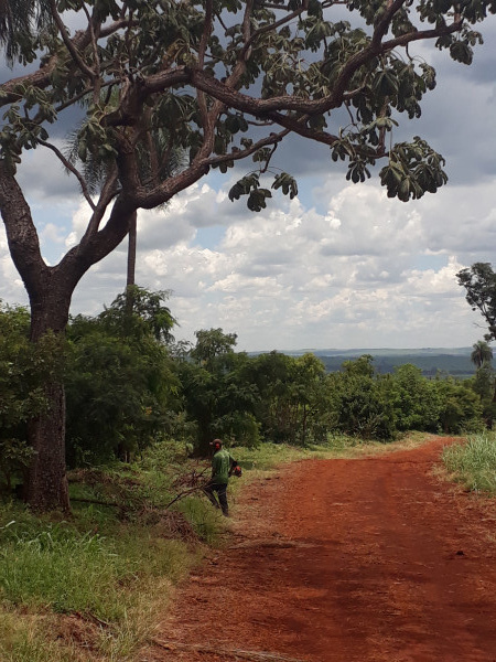 Consultoria florestal e ambiental