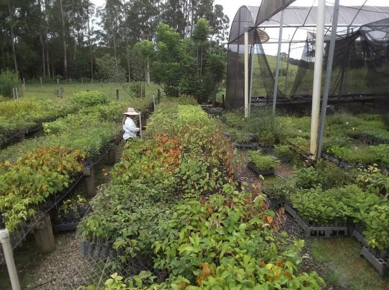 Mudas nativas para recuperação ambiental