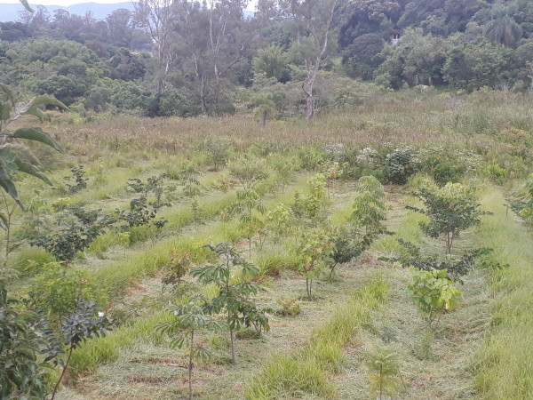 Projeto de reposição florestal